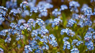 Forget-me-not flowers