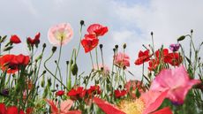 Pink wild flower poppies and seed pods