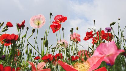 Pink wild flower poppies and seed pods