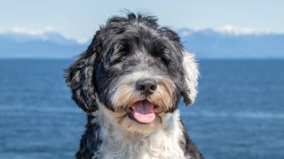 Portuguese Water dog with the sea in background
