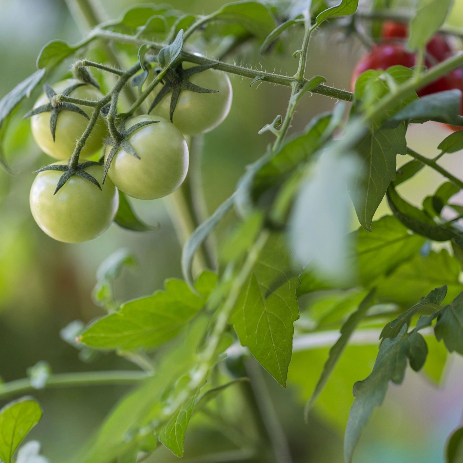 Green tomatoes not ripening? Try Monty Don's tip Ideal Home