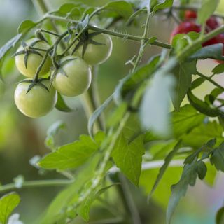 Green tomatoes slowly ripening on a tomato plant