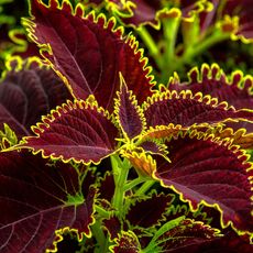 A red and yellow coleus plant