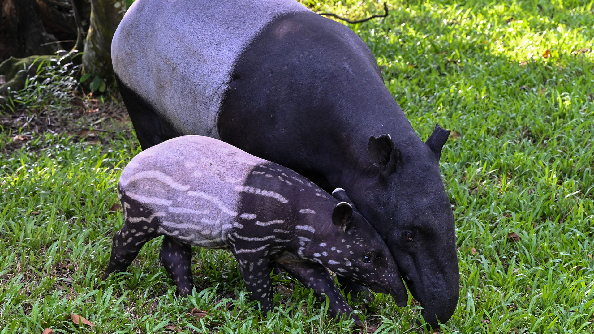 A 2-month-old Malayan tapir female stays close to its mother.