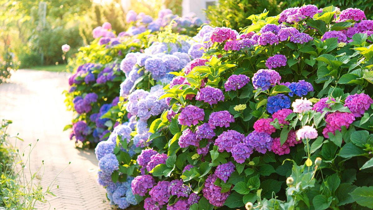 Hotter Summers Are Killing Traditional Hydrangeas – These 6 Gorgeous Alternatives Flourish in the Heat