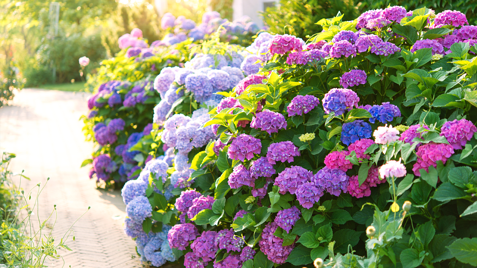 Mophead hydrangeas along path