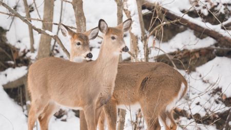 Two whitetail deer in the snow