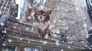 Chihuahua standing on city bench in falling snow