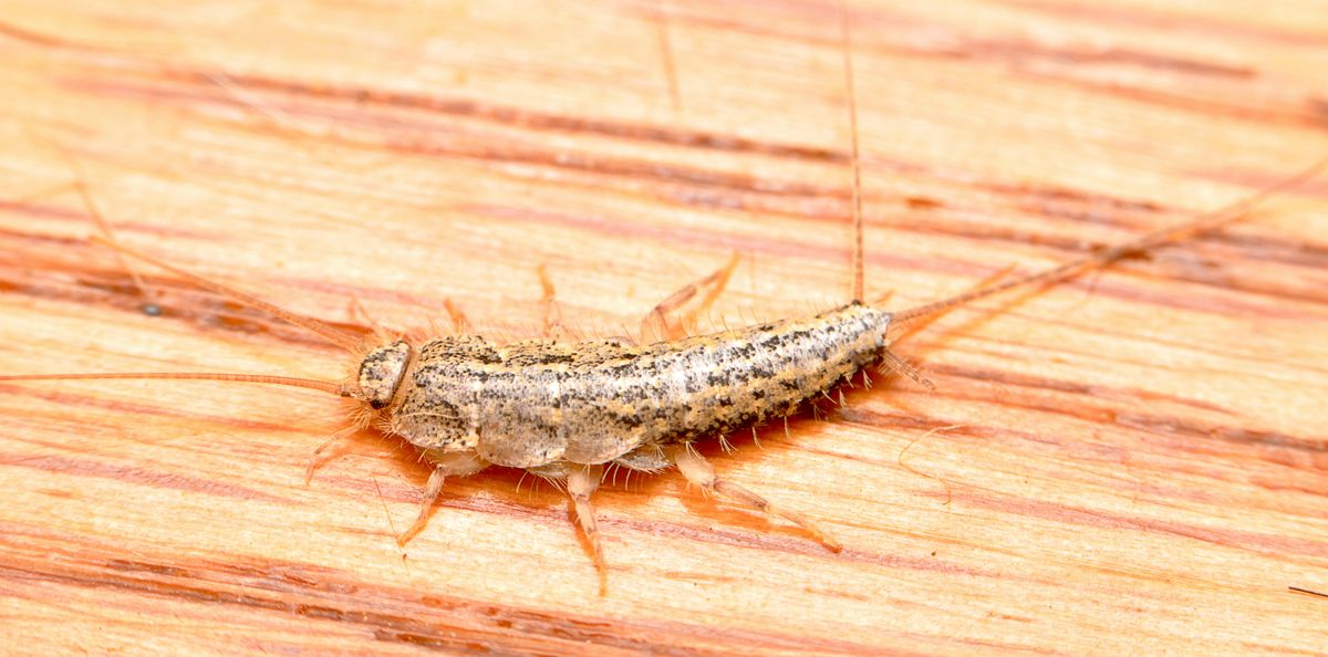 Hundreds Of Tiny Bugs Are Probably Hiding In Your Home