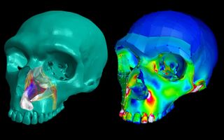 Researchers used digital 3D models of Neanderthal skulls to re-create their airways and test their bite force.