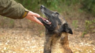 Should the Belgian Malinois be banned?