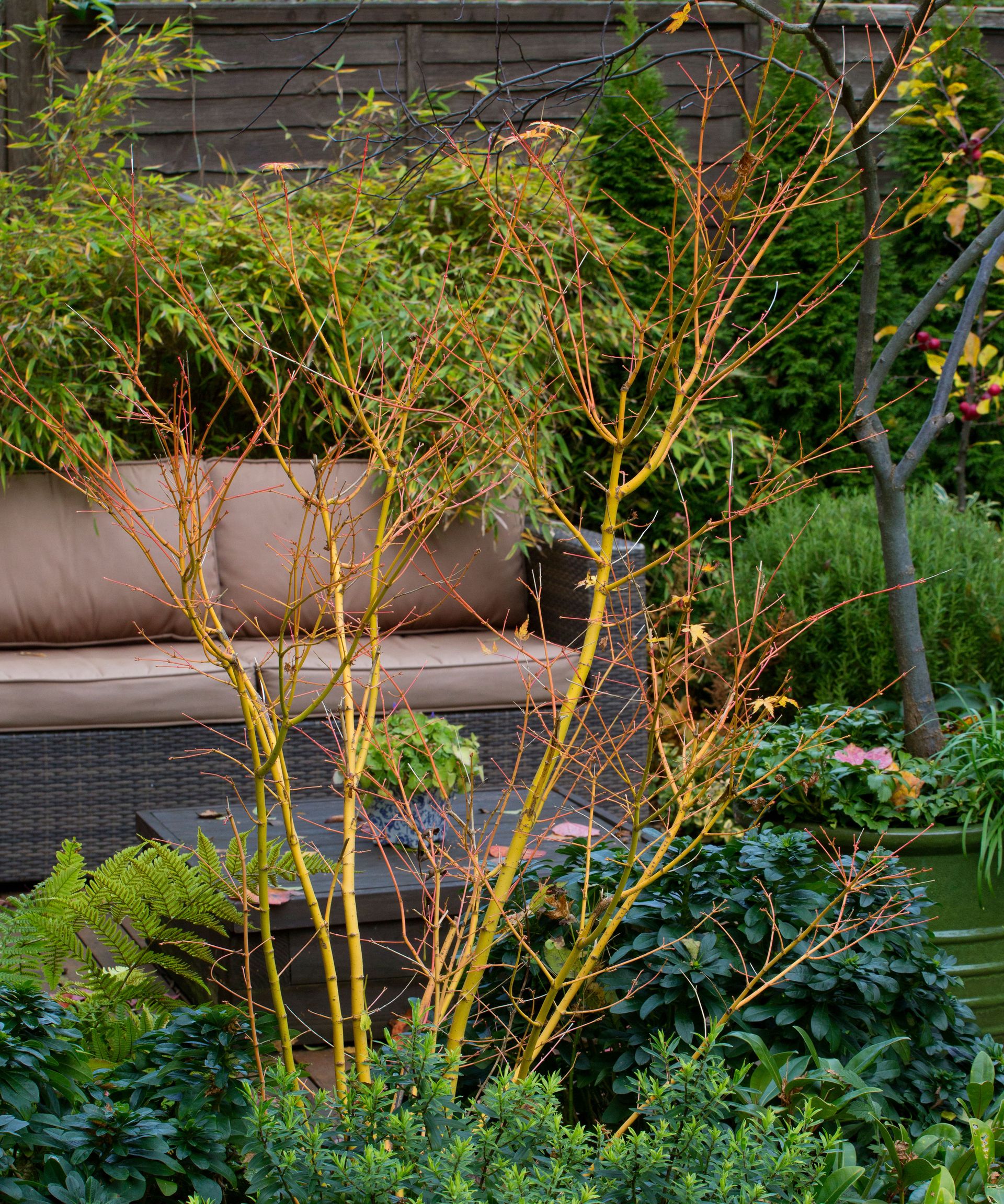 How to plant bare root trees in the ground or pots in winter Homes