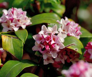 Pink and white daphne flowers