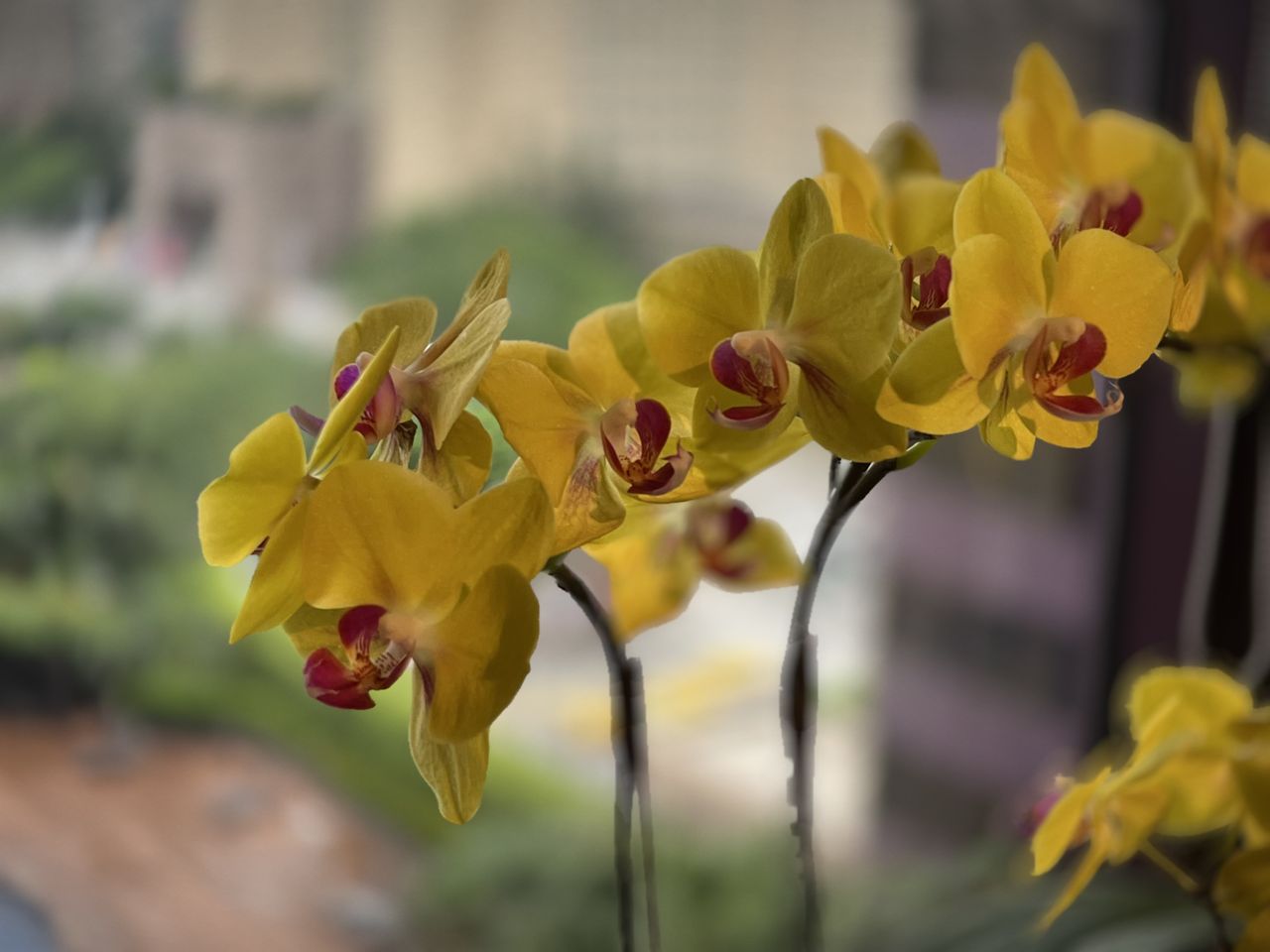 Images taken using the Leica LUX app on an iPhone 13