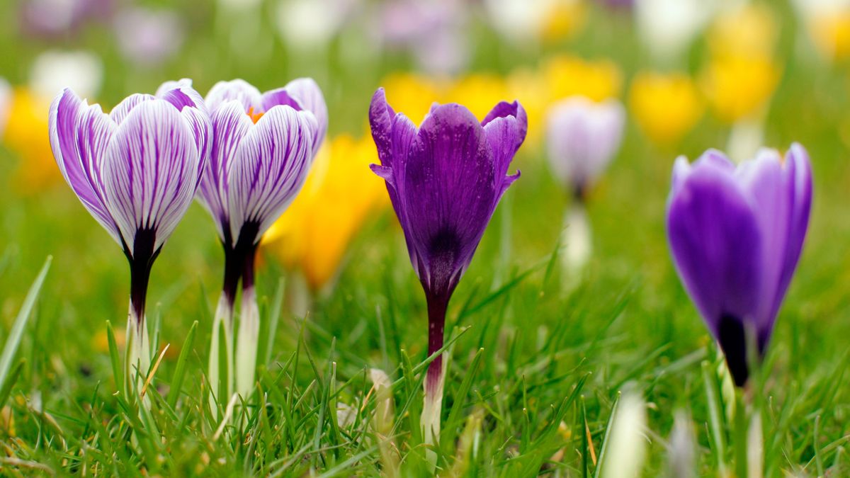 クロッカス電球は増殖しますか？あなたの庭でこれらの春の花をもっと手に入れる方法についてあなたが知る必要があるすべて