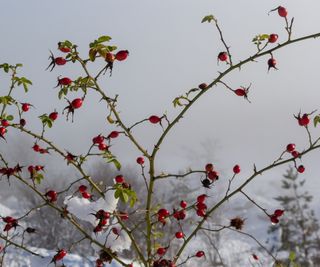Rose hips in red