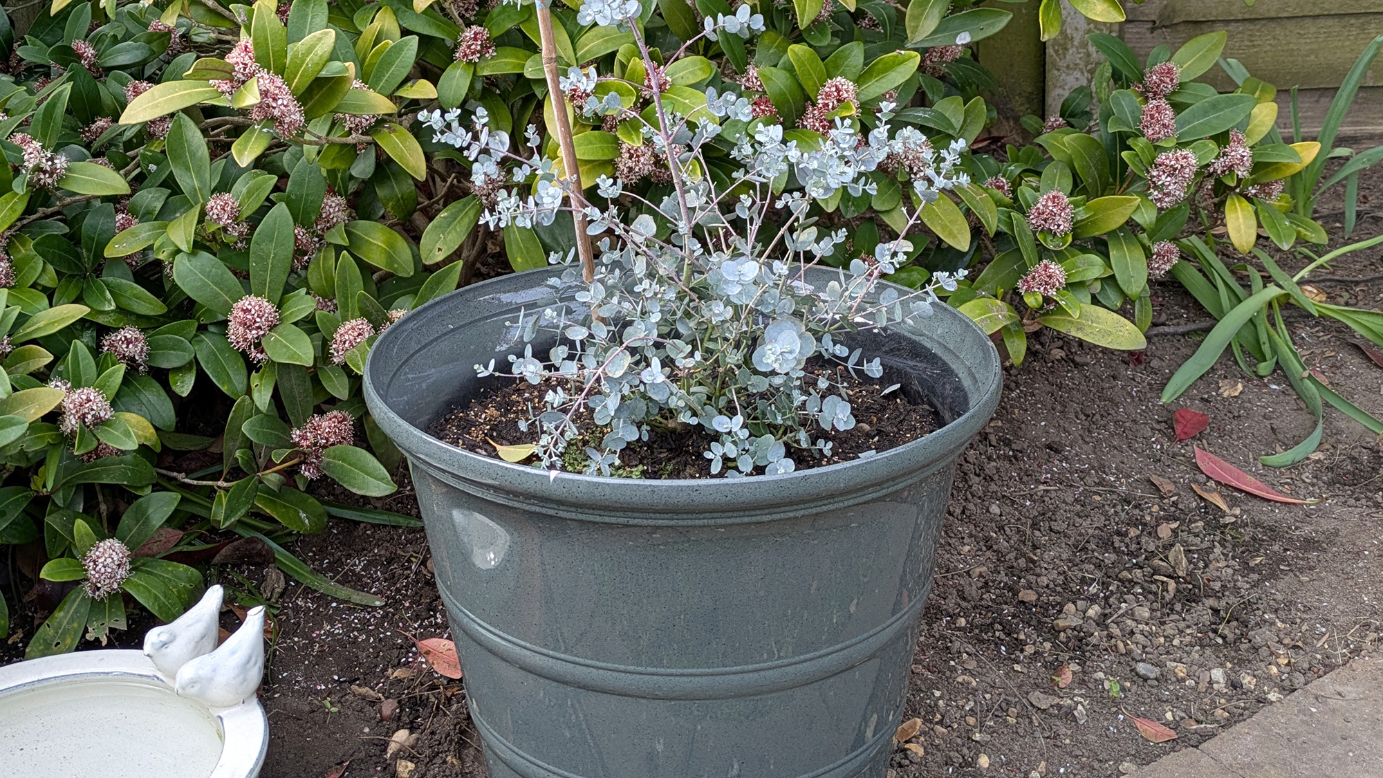 Eucalyptus in container