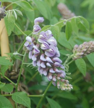 Close of of american wisteria flowers