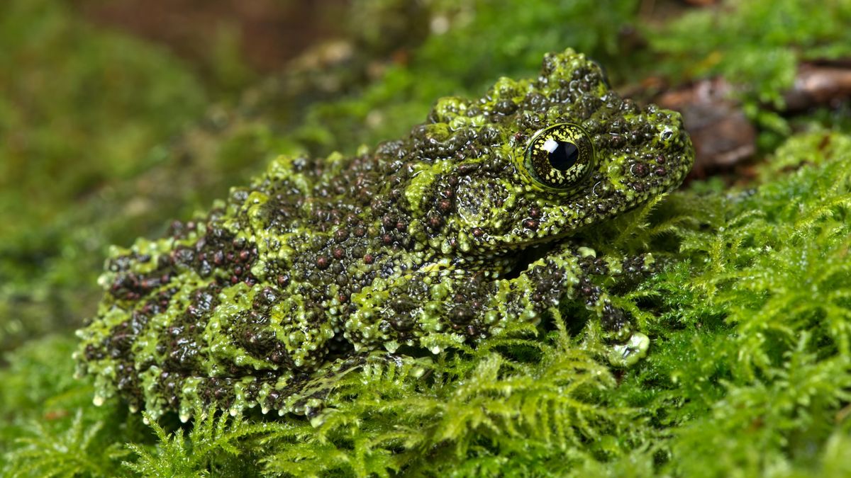 Frogs: The largest group of amphibians | Live Science