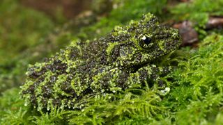 Vietnamese mossy frog (Theloderma corticale) camouflaged in moss.