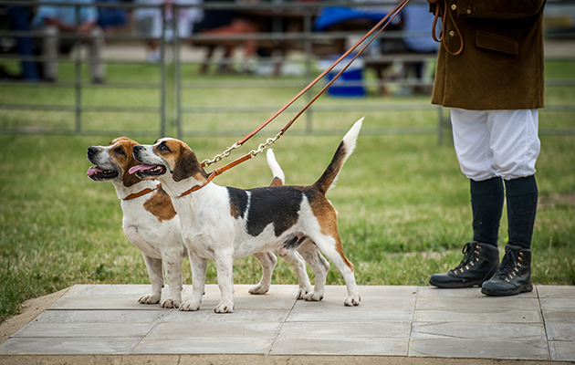 The Westerby Bassets take the doghound championship with Diver 14 and also take reserve with Atlas 11 (credit www.sarahfarnsworth.co.uk)