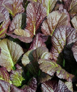 A collection of dark brown and green pak choi leaves