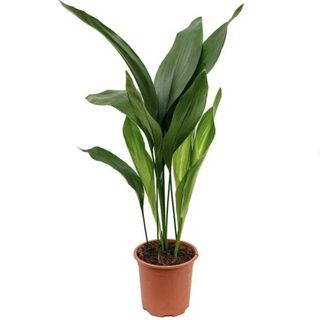 Cast Iron Plant - 5 Live Plants in 6 Inch Pots - Aspidistra Elatior - Beautiful Florist Quality Indoor or Outdoor Plant at Walmart