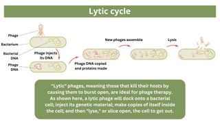 infographic depict a phage infecting and killing a bacterial cell. Caption reads: "Lytic" phages, meaning those that kill their hosts by causing them to burst open, are ideal for phage therapy. As shown here, a lytic phage will dock onto a bacterial cell; inject its genetic material; make copies of itself inside the cell; and then "lyse," or slice open, the cell to get out.