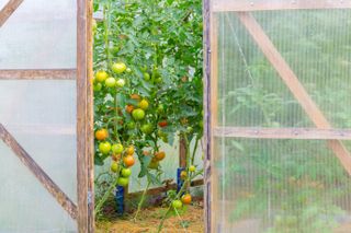 A greenhouse with the door open and tomatoes growing inside