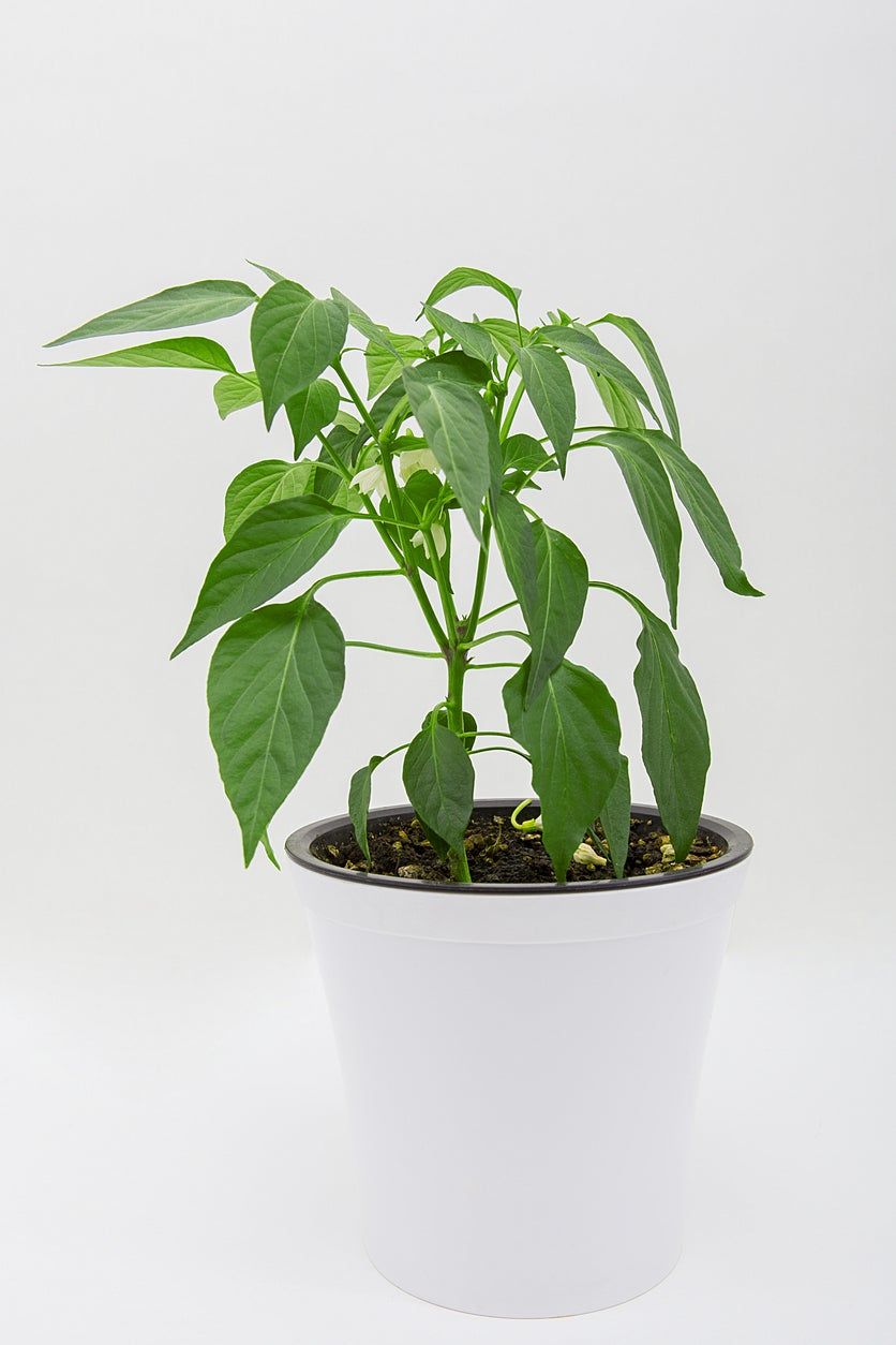 indoor pepper