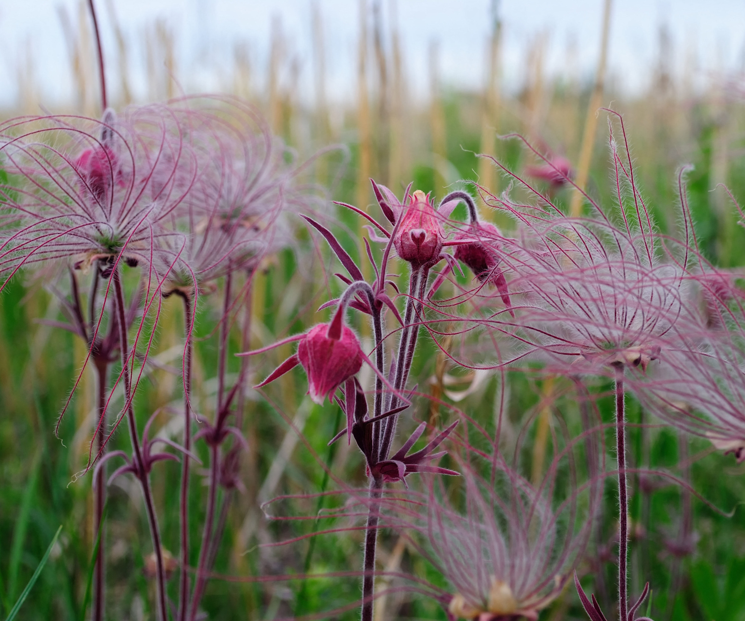 close up of Prairie smoke pink flowers turning to fluffy seed heads