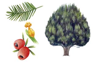 identifying british trees