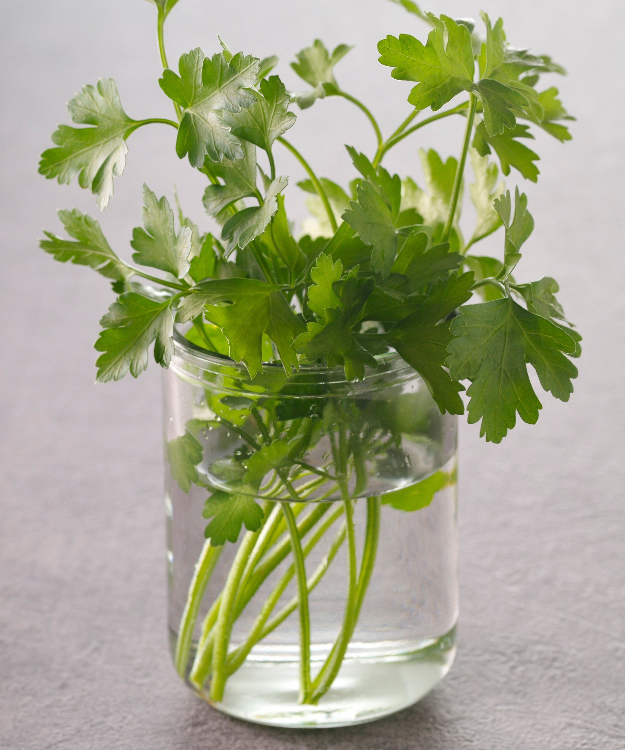 Cilantro in water