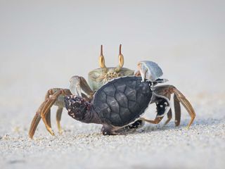 A crab holding a baby turtle