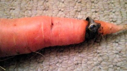 Carrot ring