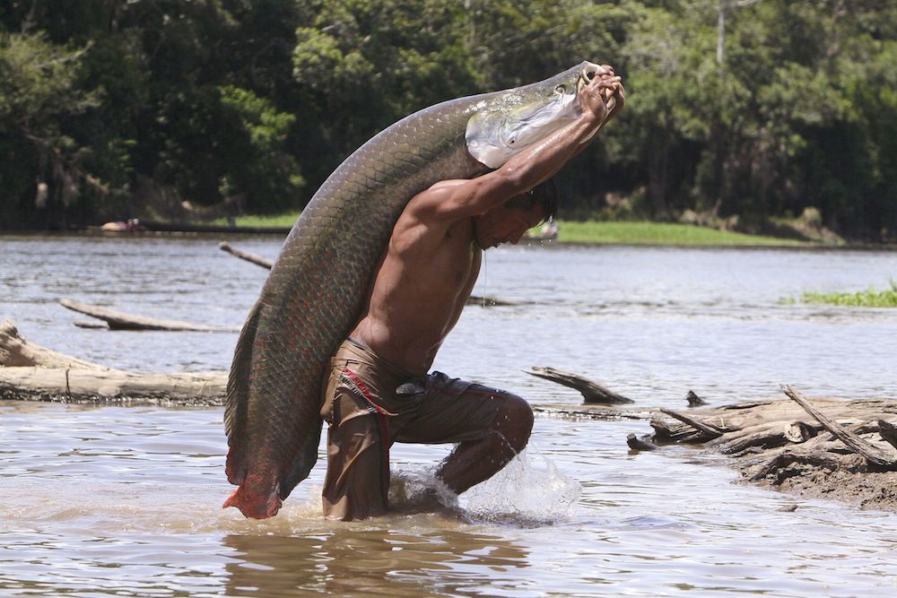 Amazing Arapaima Photos Of The Amazon S Biggest Fish Live Science