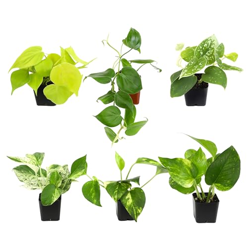 Plentiful Pothos &amp;amp; Philodendron (6-Pack), Pothos Live Plant Decor, Office Plants, Real Plants, Easy Indoor Plant, House Plants Indoors Live Plants Indoor Plants Live Houseplants by Plants for Pets