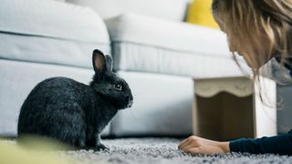 A woman looks at a grey rabbit