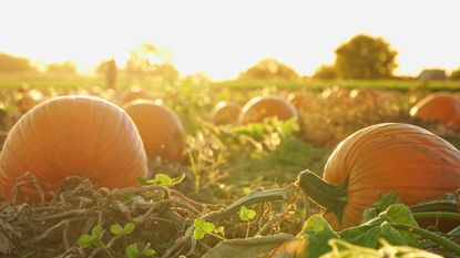 When and how to fertilize pumpkins