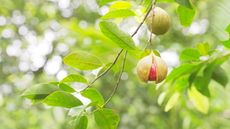 Fruit open to reveal the seed on the branch of a nutmeg tree