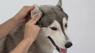 A person cleans a husky's ears