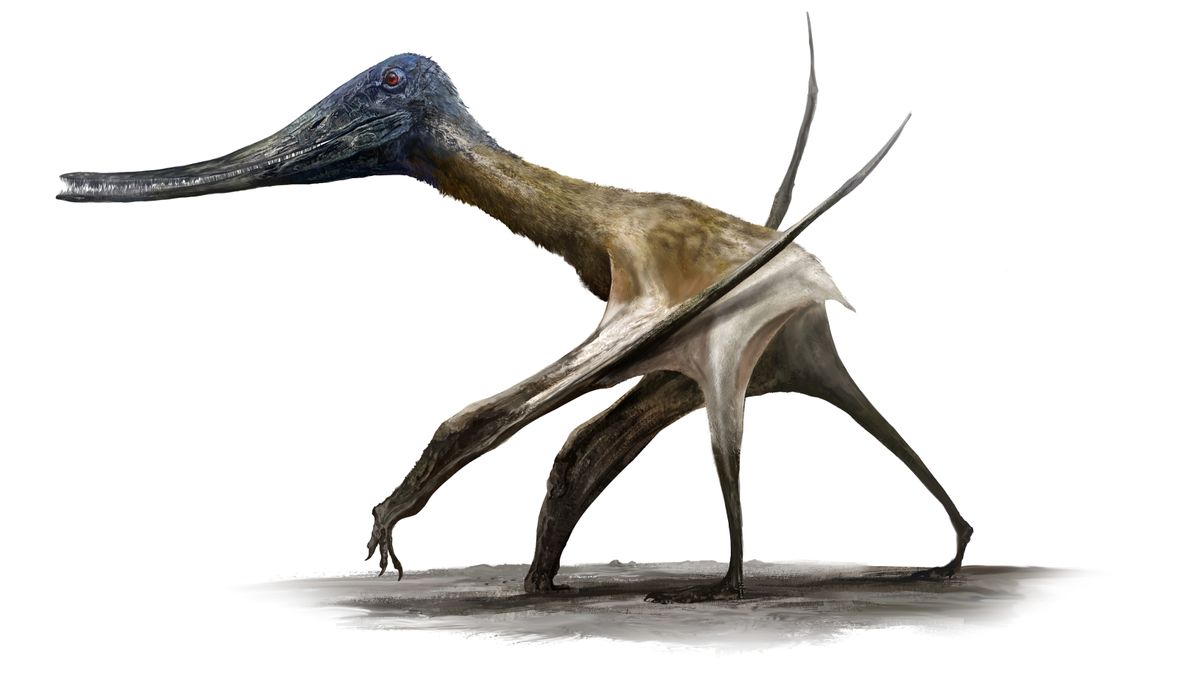 Pterosaur tracks reveal flying reptiles were comfortable on land, too — some even shared environments with dinosaurs