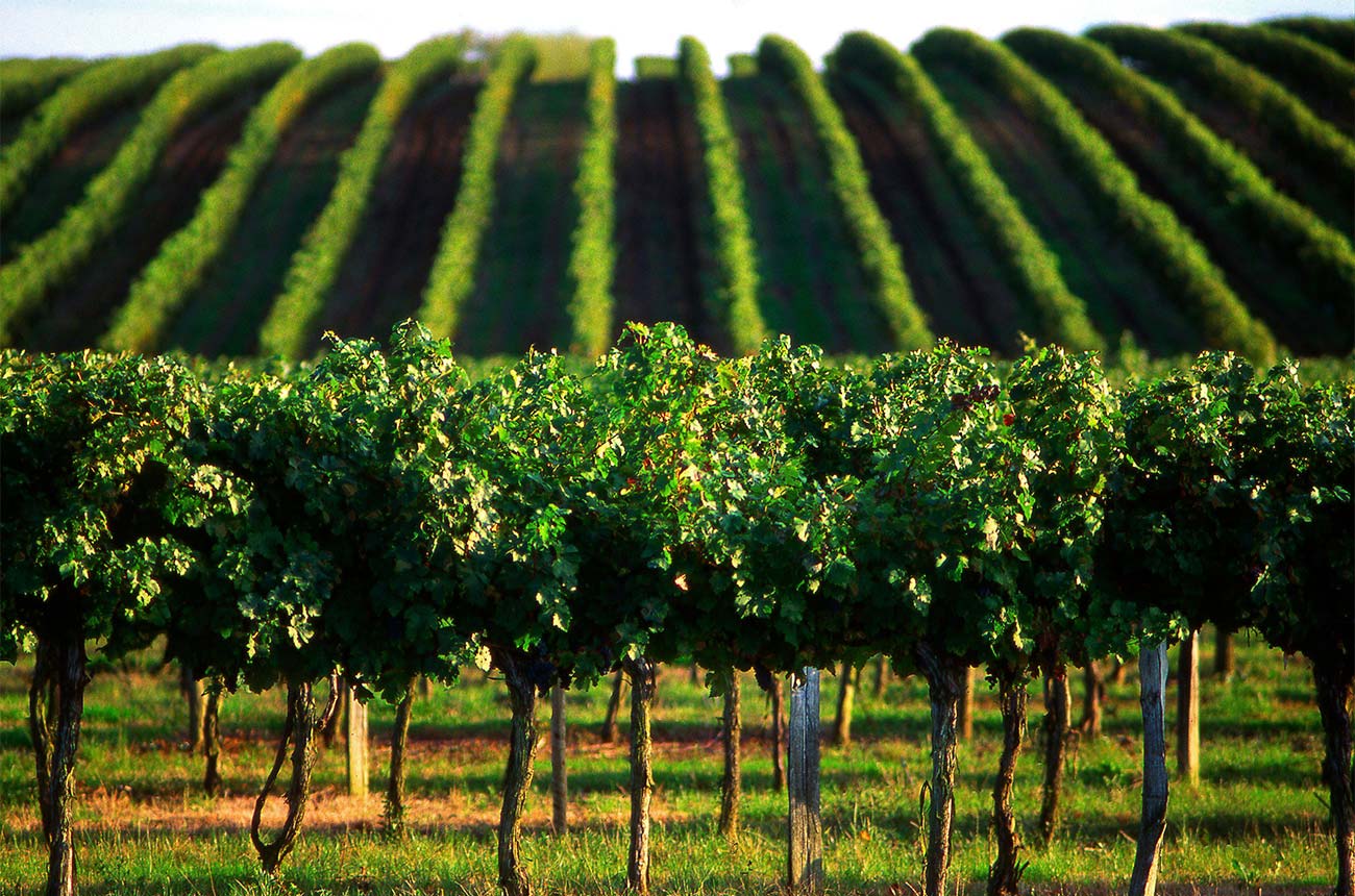 Vineyards in Bordeaux