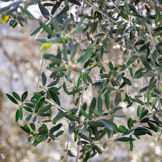 Close up of olive tree leaves and branches