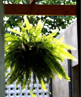 Boston fern in sun