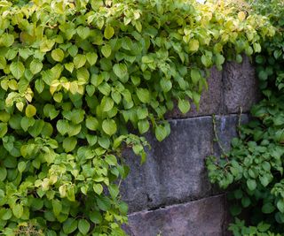Climbing hydrangea foliage growing up a stone wall