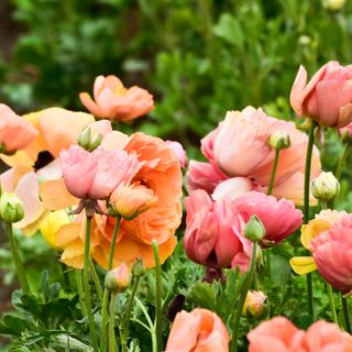 Ranunculus flowers - cweimer4 - GettyImages-1499268263