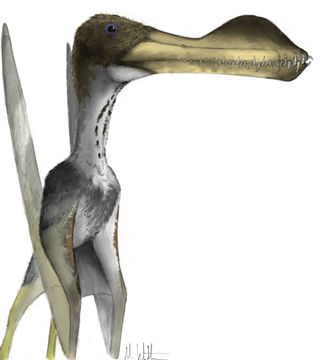 A toothy pterosaur, a small fossil revealed the biggest of toothy pterosaurs could get bigger than thought. 