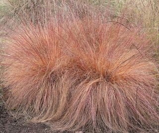 prairie dropseed growing in border