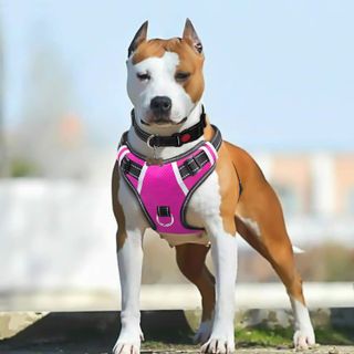 BABYLTRL Big Dog Harness